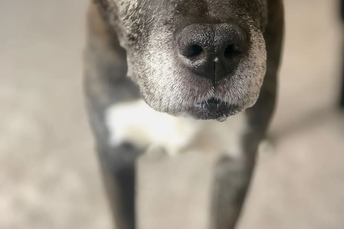 Portrait rapproché d'un chien âgé au museau grisonnant
