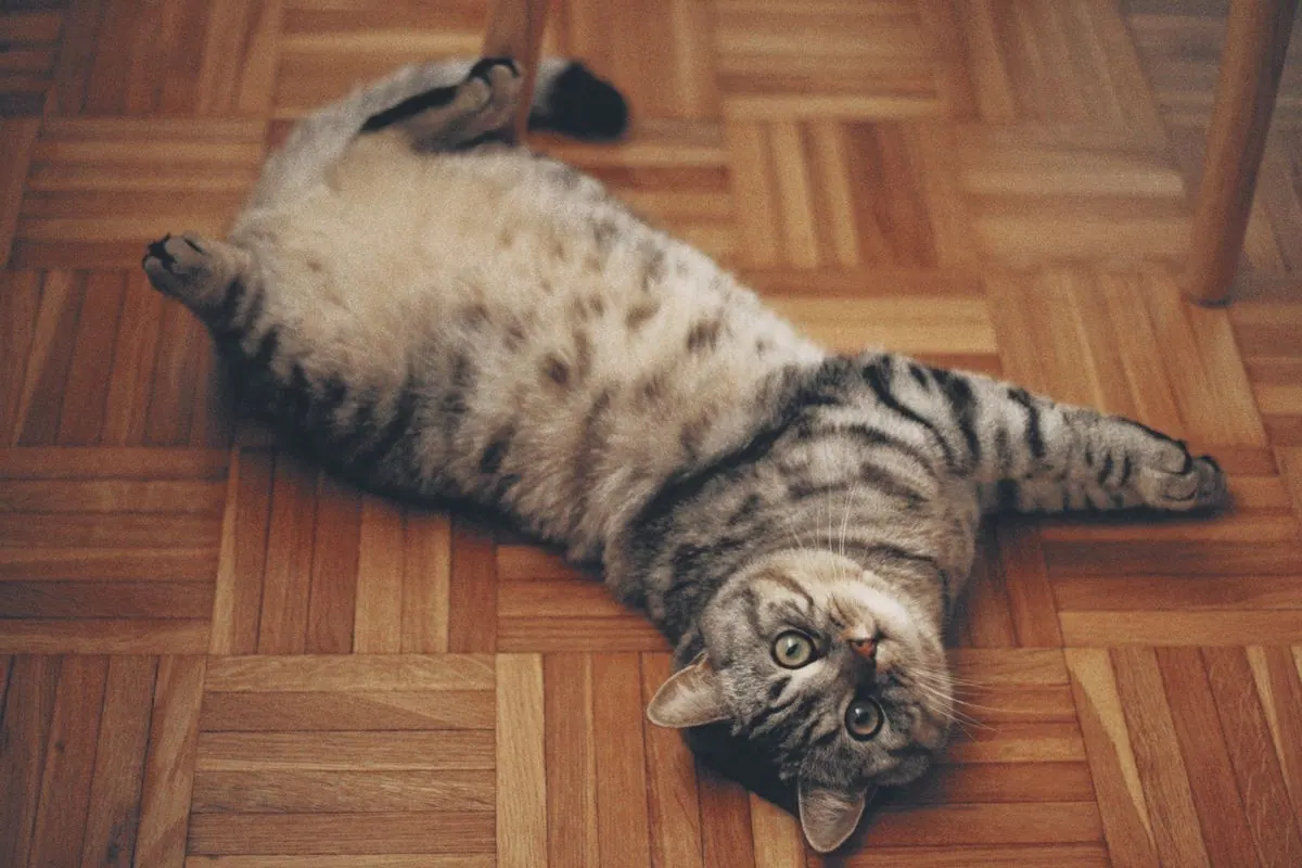 Chatte tigrée se roulant sur le sol