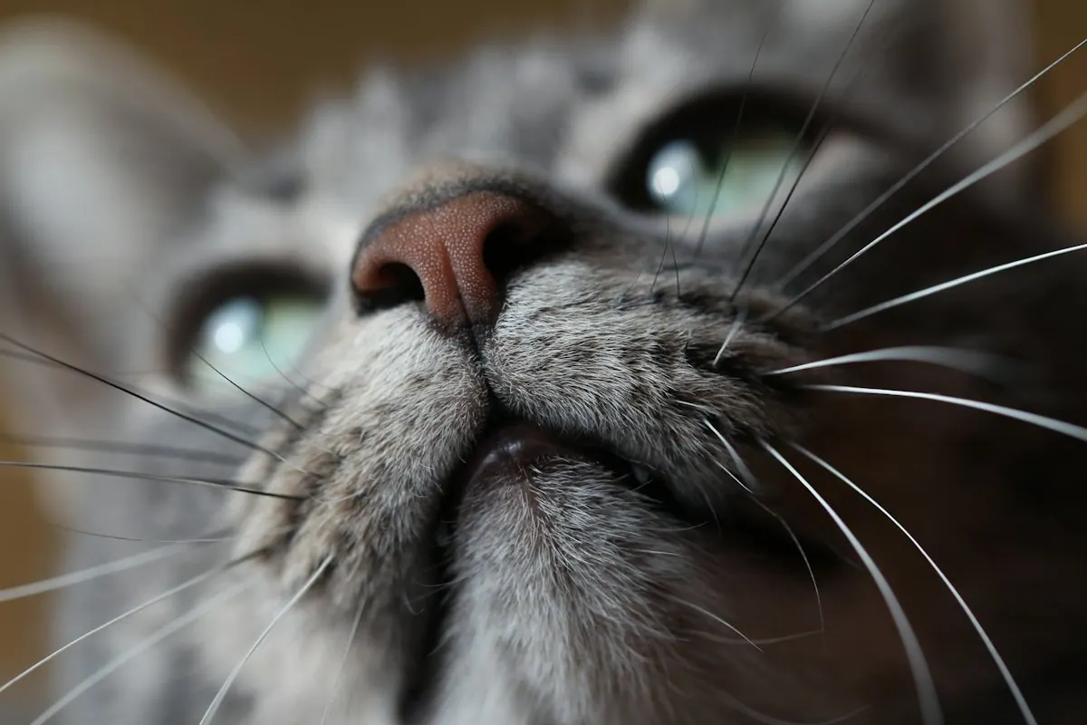 Gros plan sur le nez et le museau d'un chat