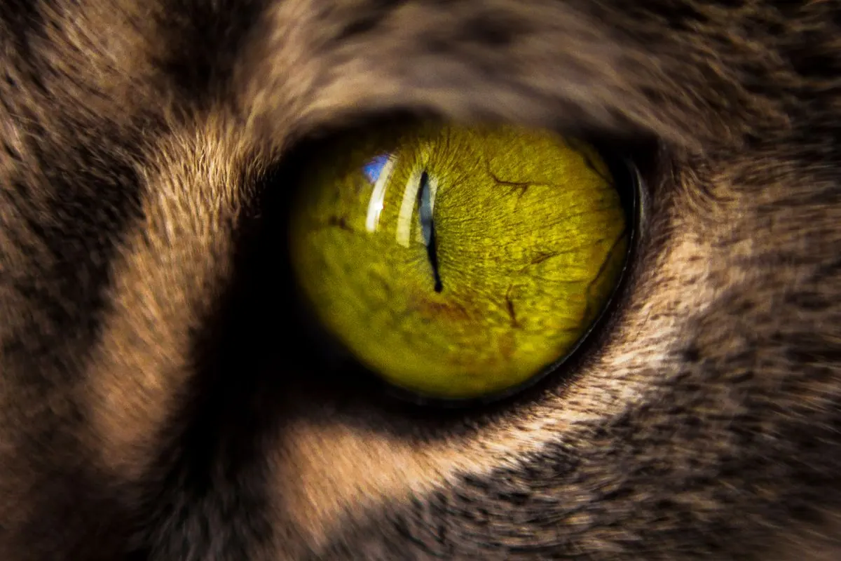 Macro de l'œil d'un chat