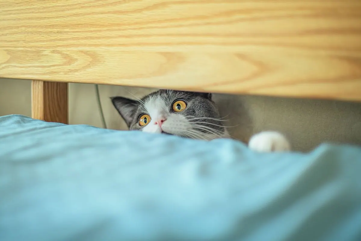 Chat craintif aux yeux écarquillés, caché