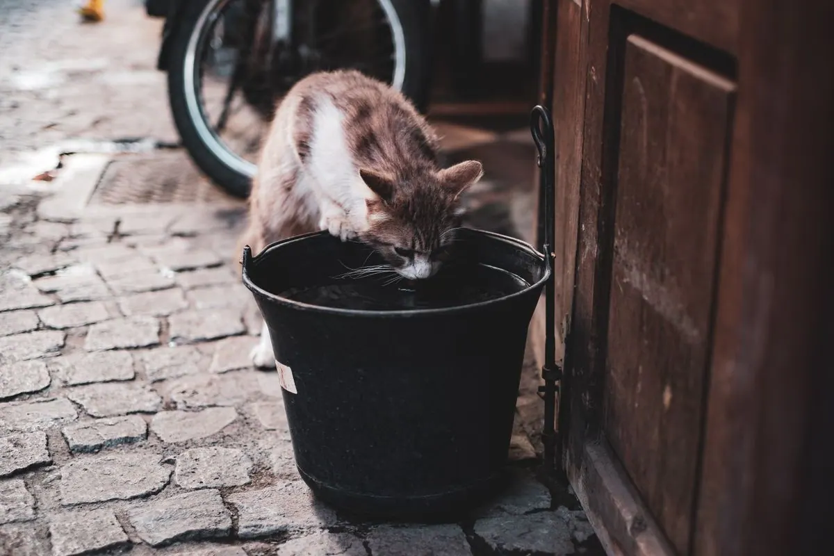 Chat en train de boire de l'eau
