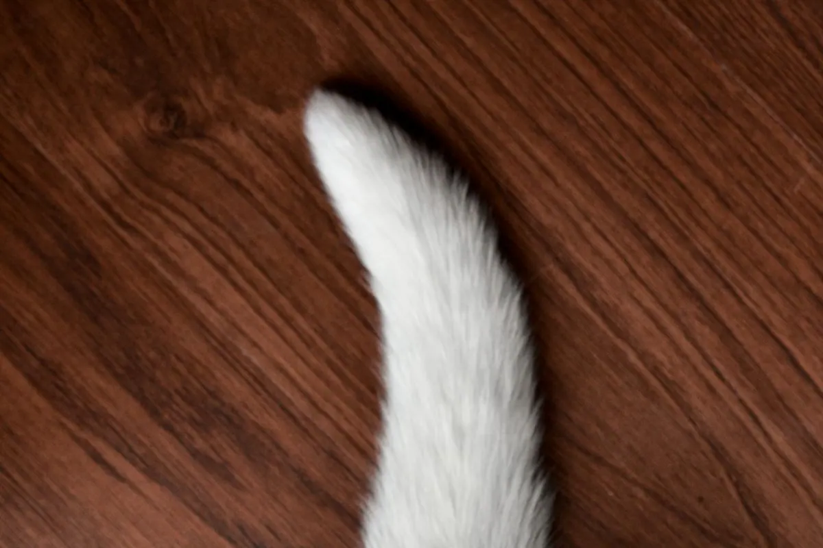 Chat qui tourne sur lui-même en essayant d'attraper sa queue