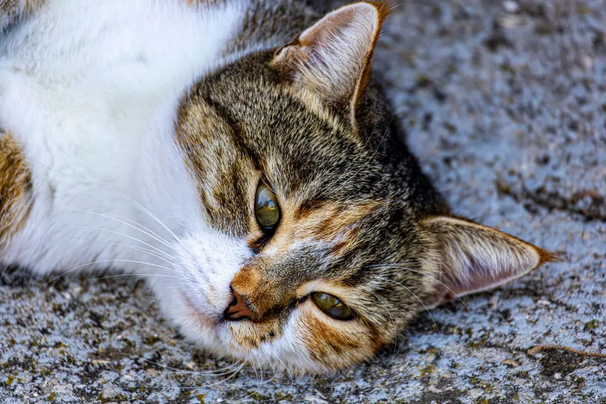 Chat détendu aux yeux mi-clos