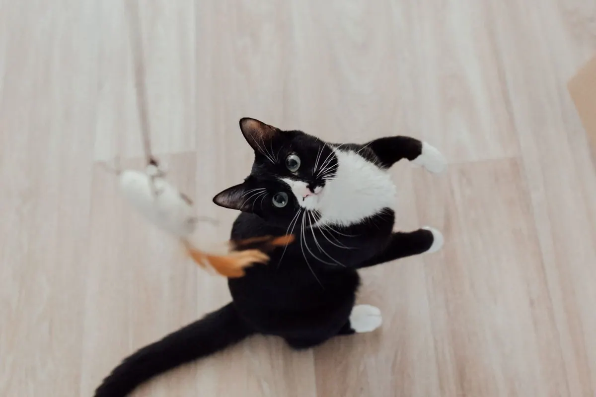 Chats pleins d'énergie en plein bond