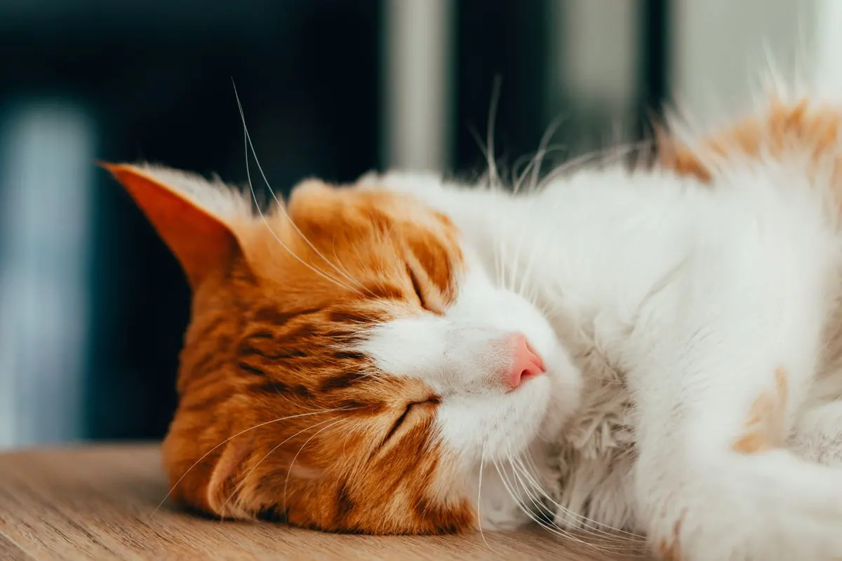 Chat profondément endormi en boule sur un canapé
