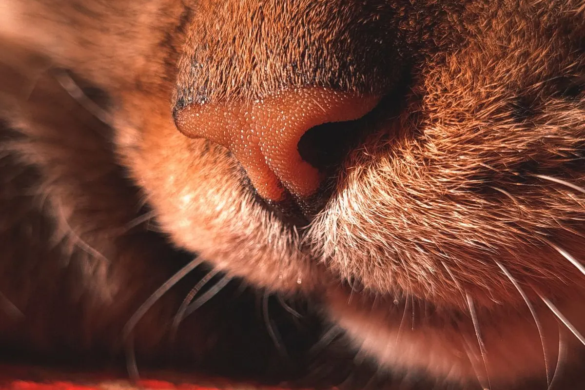 Gros plan sur le museau et le nez d'un chat