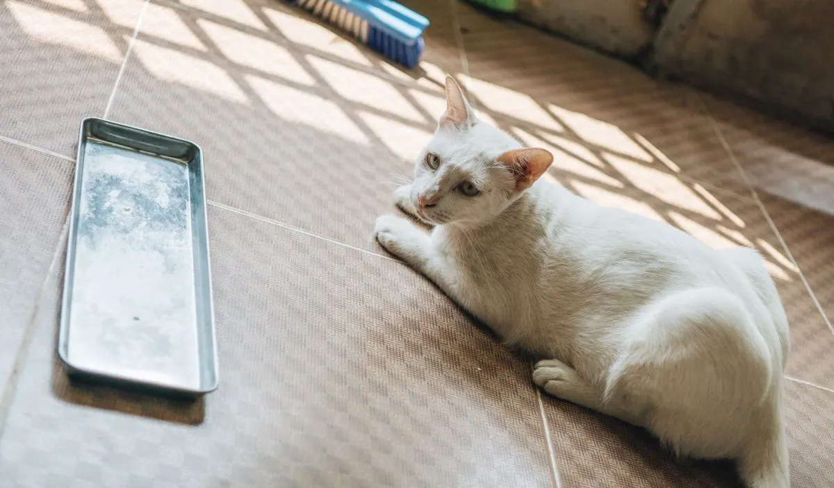 Chat allongé sur un carrelage près d'un bac
