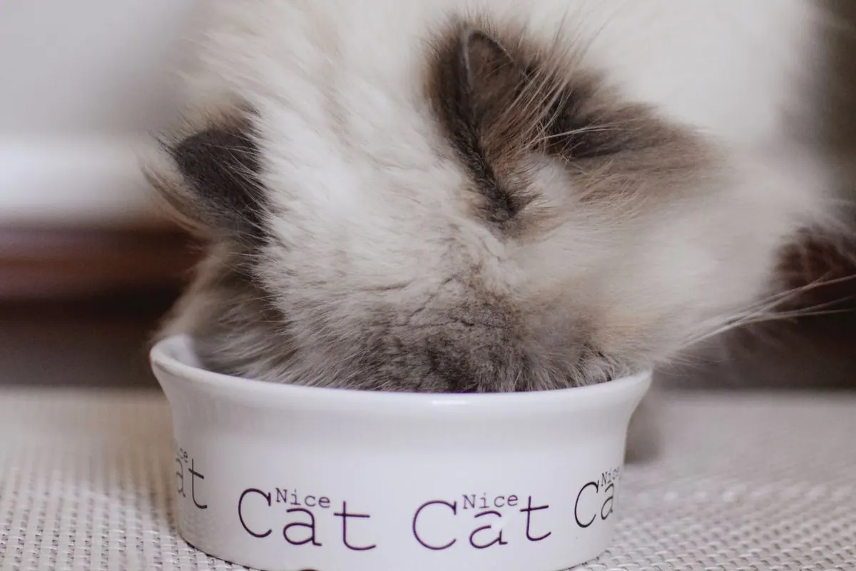Chat mangeant dans sa gamelle posée au sol