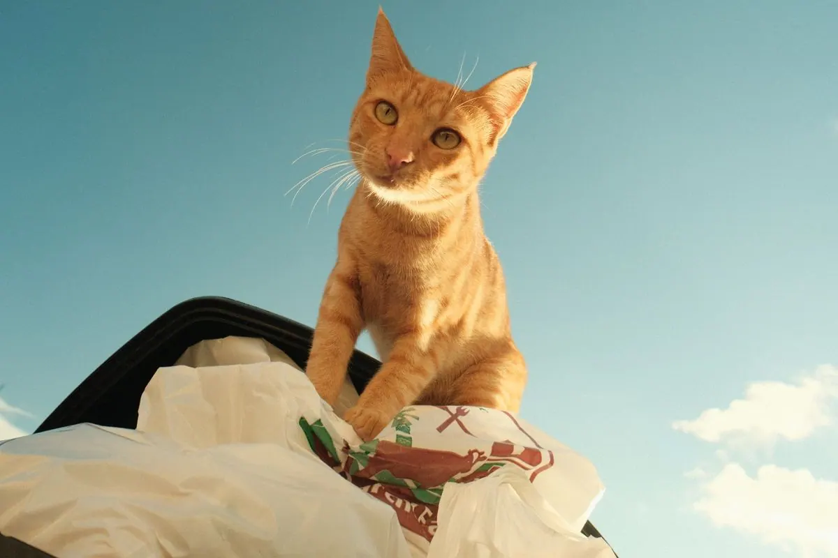 Chat près de sacs en plastique