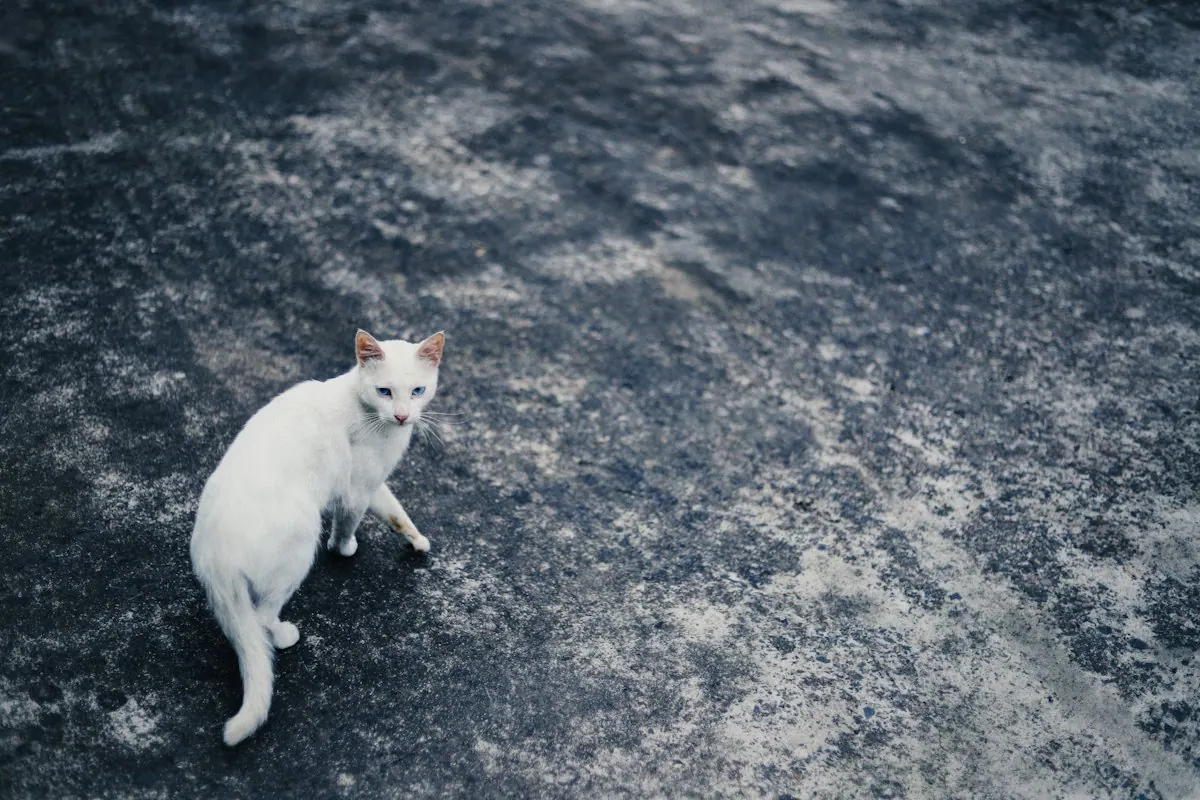 Chat mince et efflanqué assis sur un sol gris