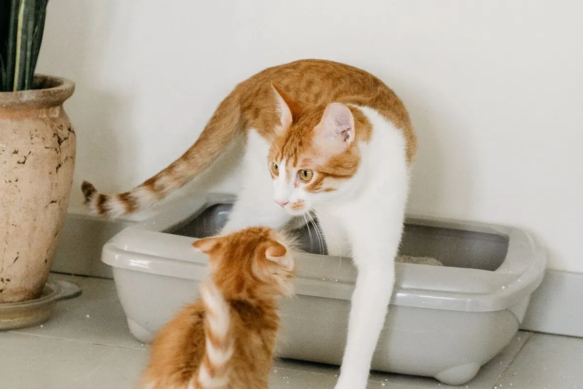 Chat roux et blanc sortant de son bac à litière