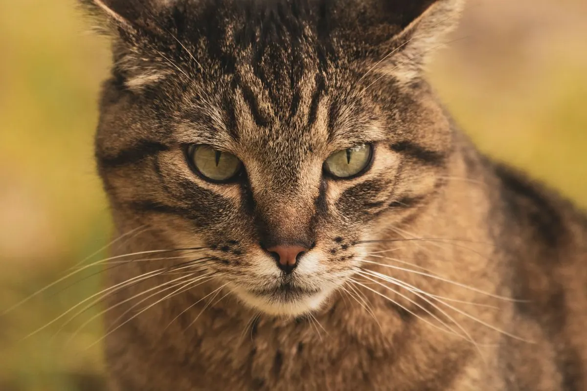 Chat tigré fixant intensément du regard