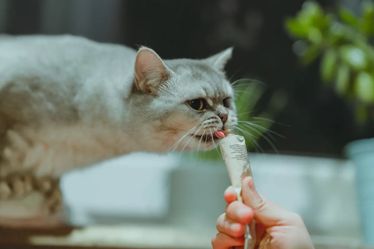 Chat qui lèche, langue sortie près d'une main