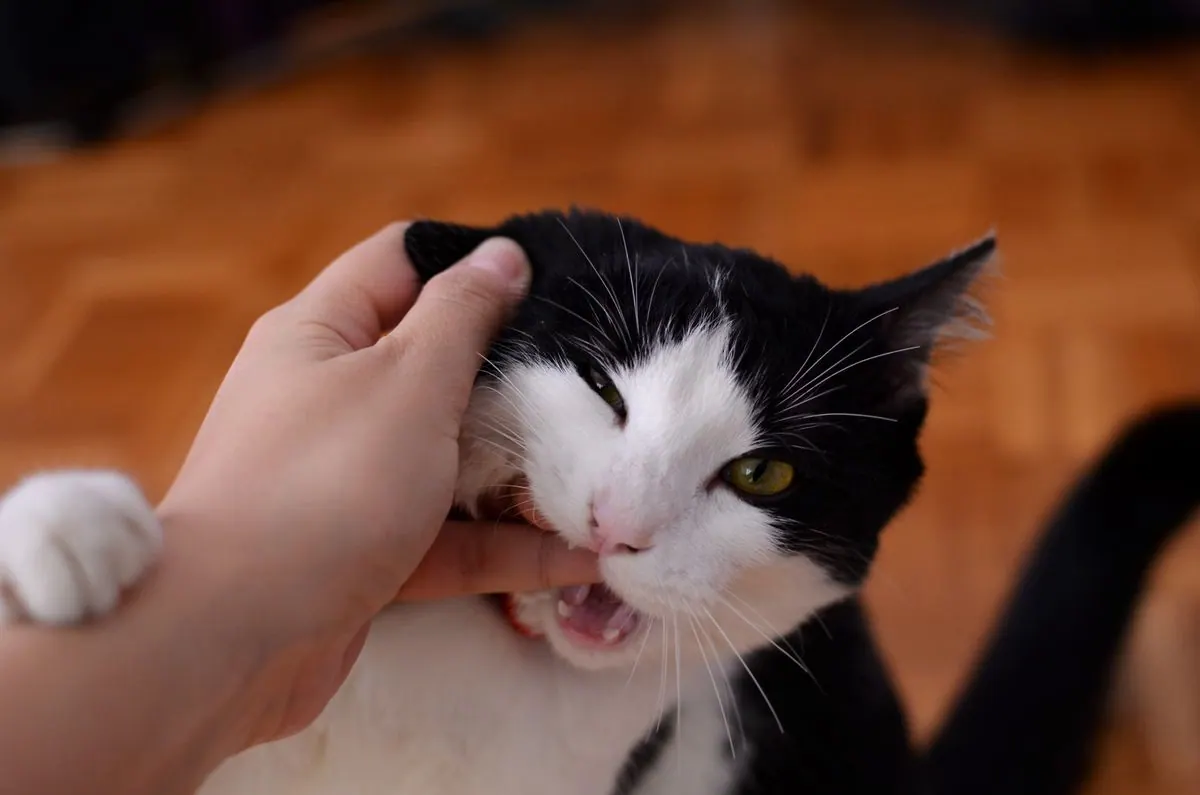 Chat mordillant doucement la main de son propriétaire