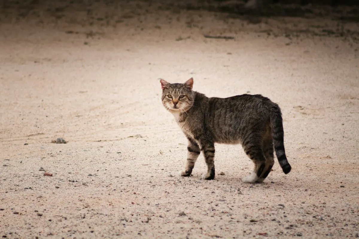 Chat tigré à l'affût en extérieur sur un sol clair