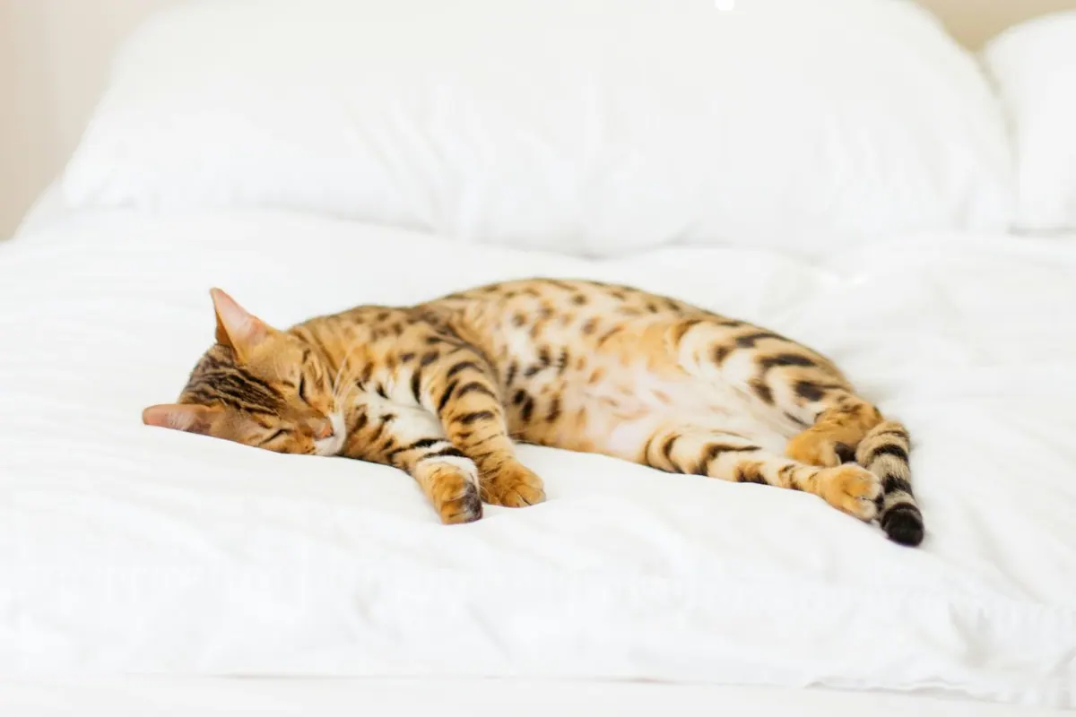 Chat tigré endormi sur un lit près d'une fenêtre claire