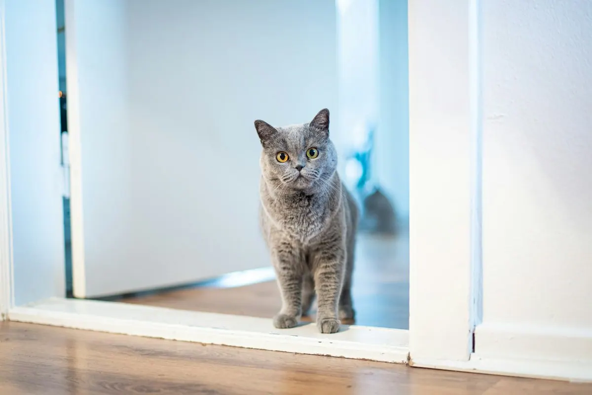 Chat gris debout dans l'encadrement d'une porte