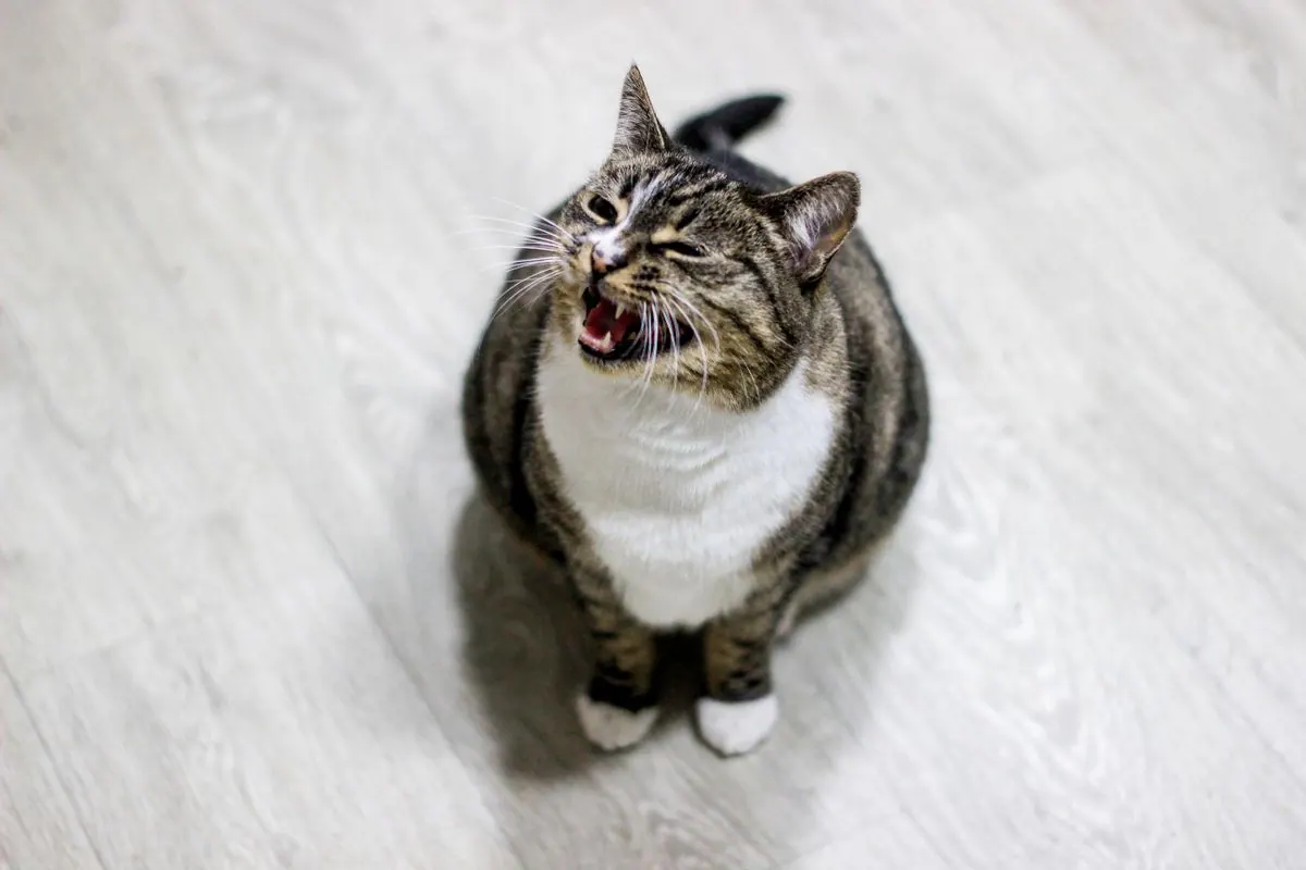 Chat miaulant la gueule ouverte dans la pénombre