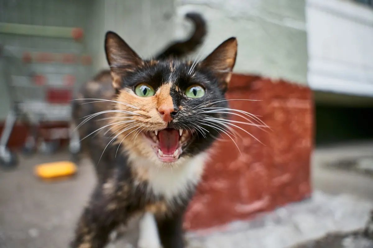 Chat miaulant la gueule grande ouverte