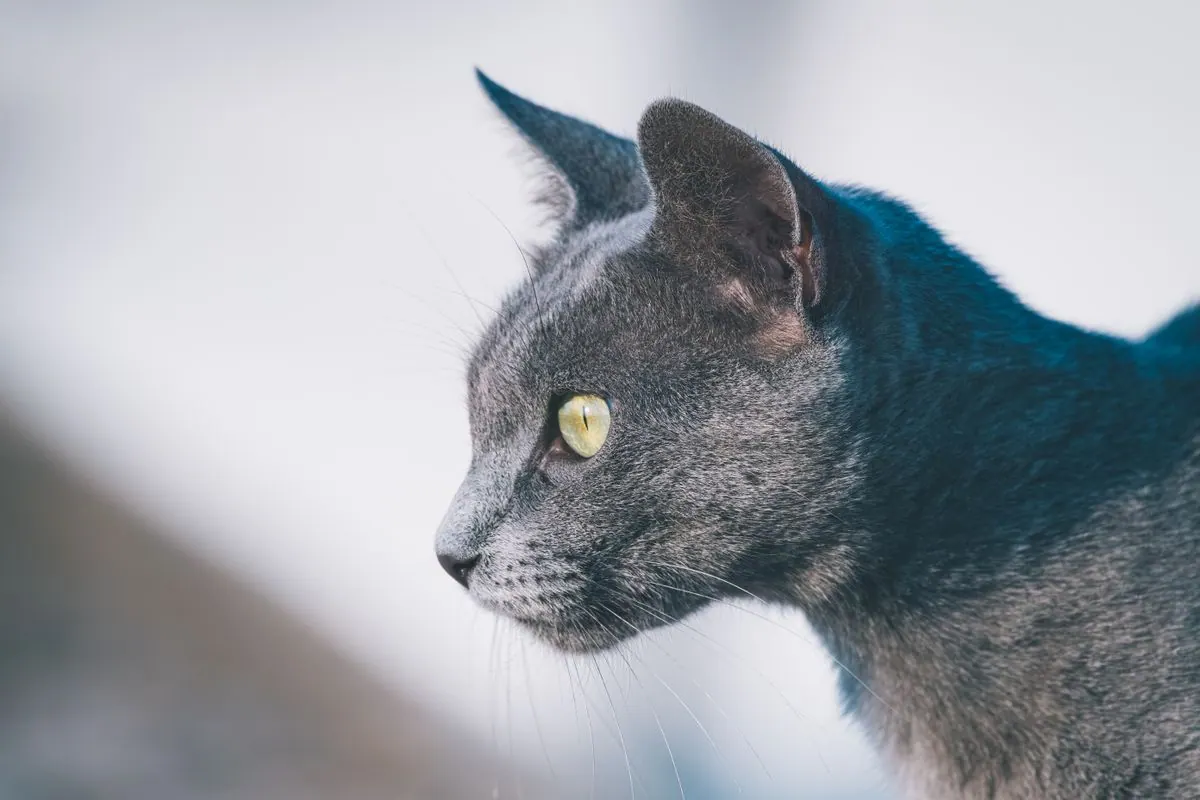 Chat au regard indépendant, détourné