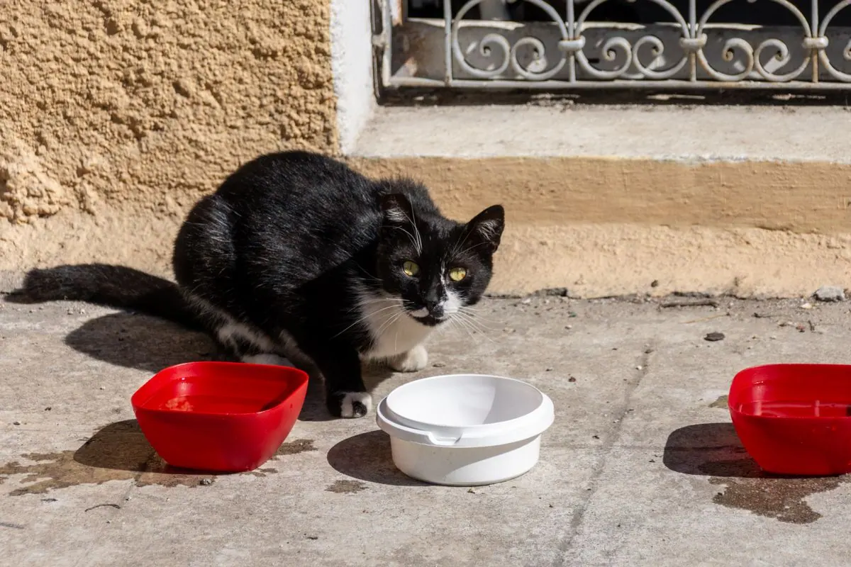 Chat assis près de gamelles vides