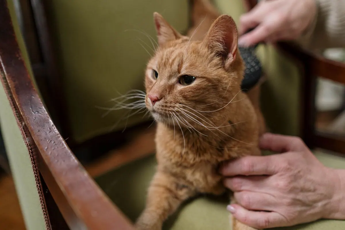 Chat roux en train d'être brossé à la maison