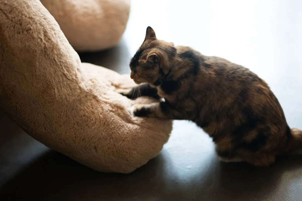 Chat pétrissant une couverture moelleuse avec ses pattes