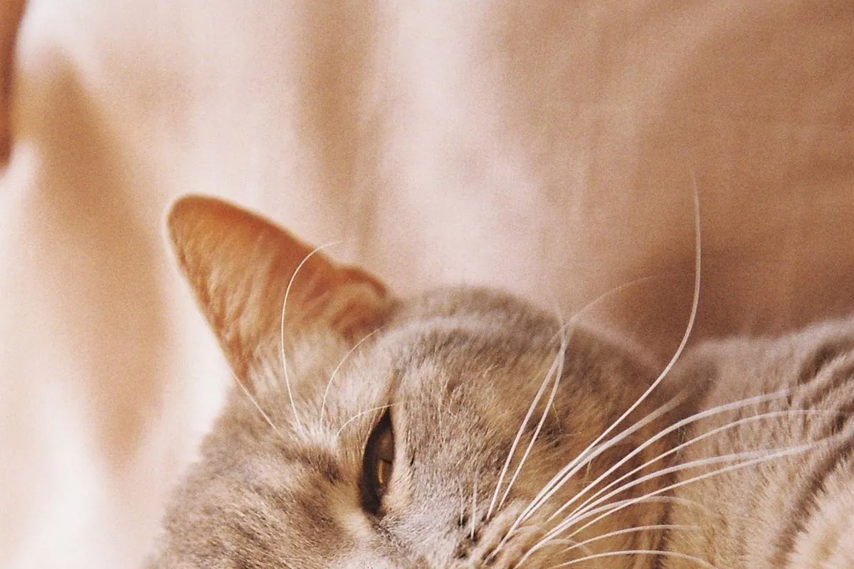 Chat gris allongé au repos sur un canapé