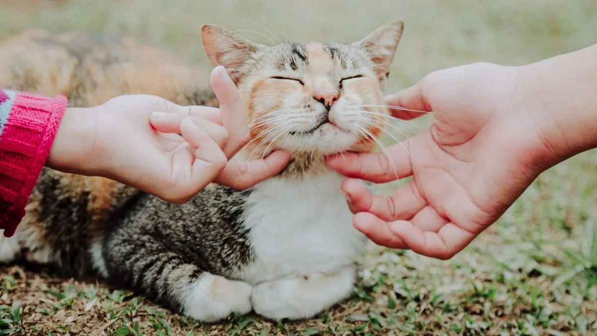 Chat se frottant affectueusement contre une personne
