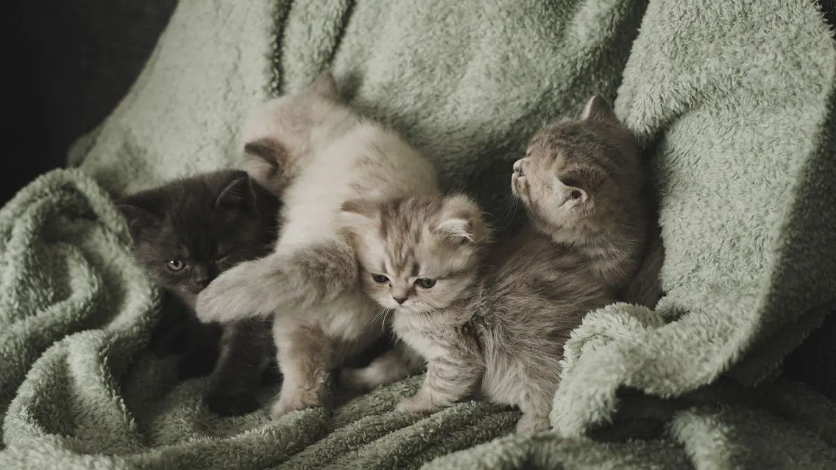 Chatons blottis sur une couverture douce