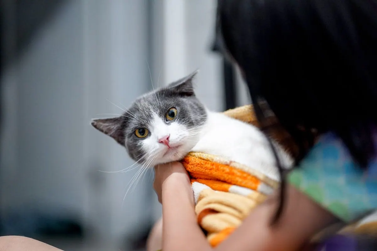 Chat emmitouflé dans une couverture, blotti contre son maître