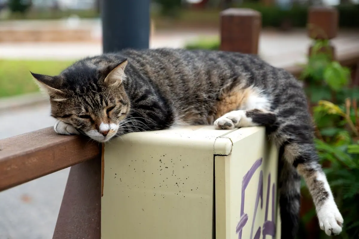 Chat allongé au repos observé par son propriétaire
