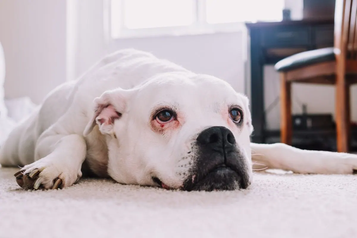 Chien fatigué allongé sur le sol