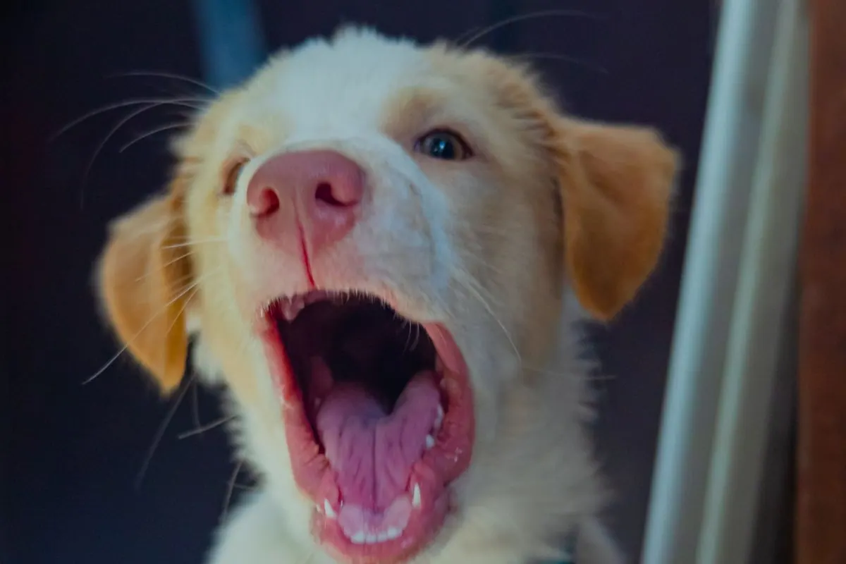 Chiot crème la gueule ouverte