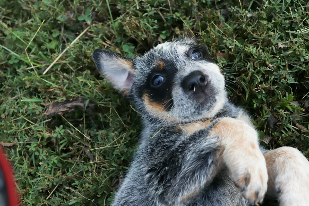 Chiot couché sur le dos dans l'herbe, ventre détendu