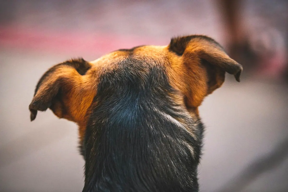 Gros plan sur les oreilles d'un chien vues de derrière