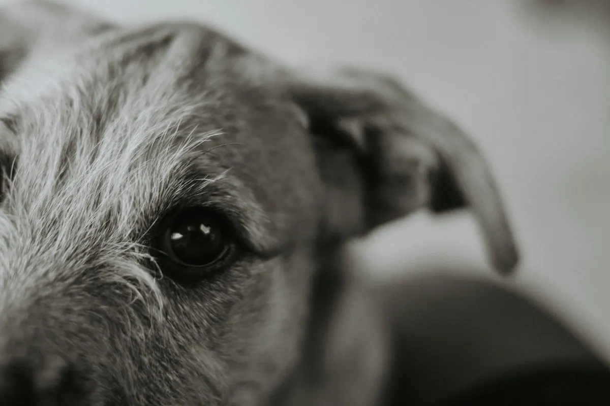 Gros plan sur l'œil d'un chien avec un léger écoulement