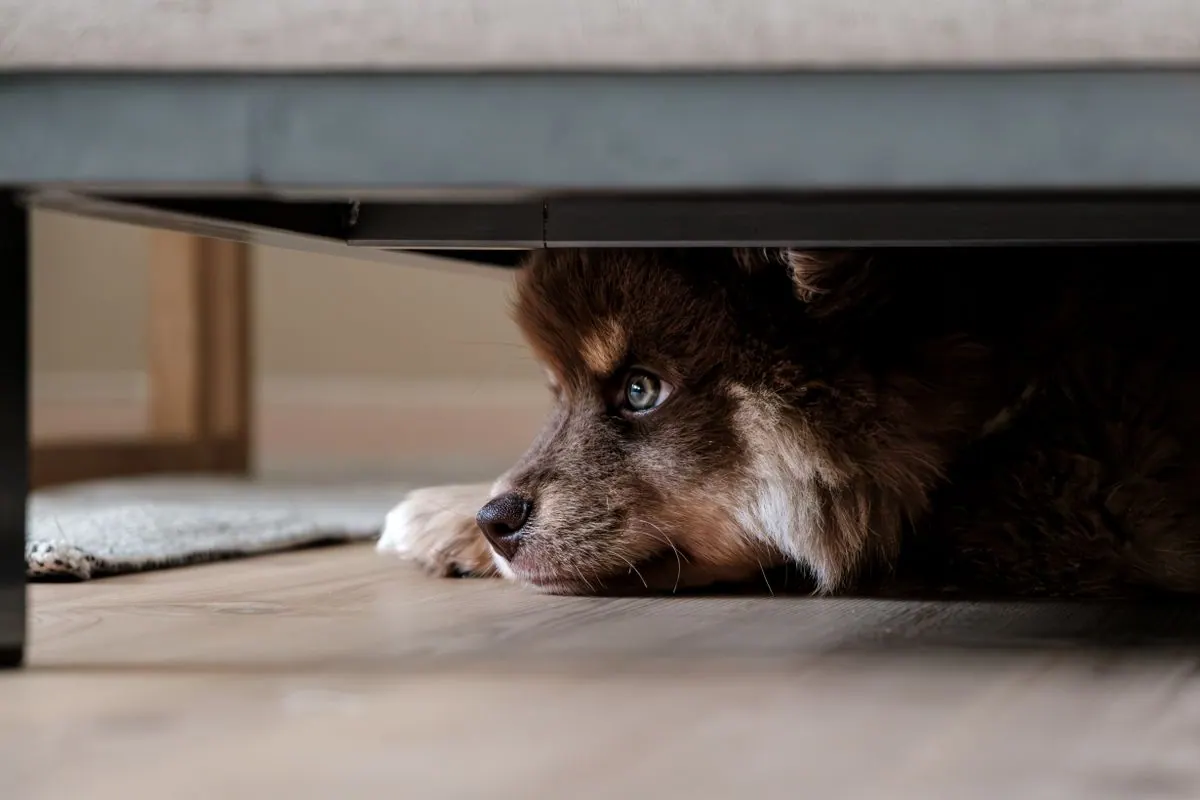 Chien apeuré caché sous un meuble