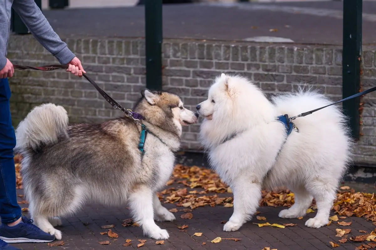 Deux chiens en laisse se faisant face