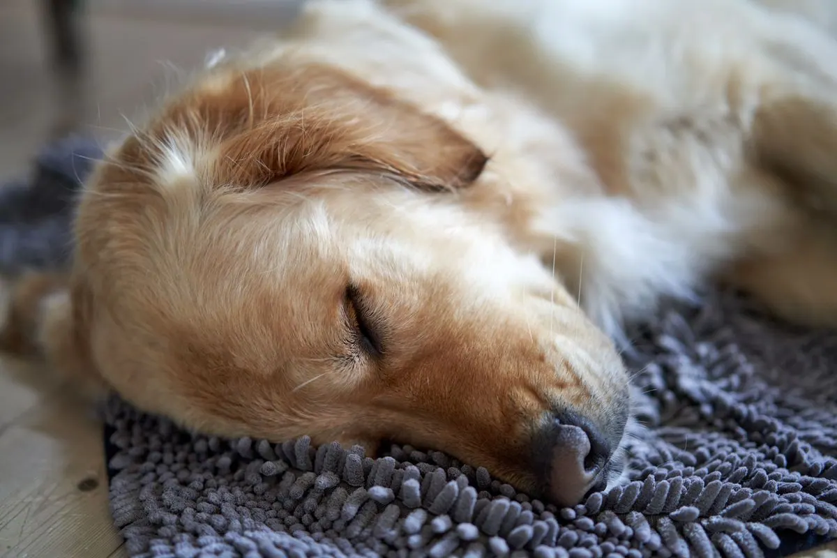 Chien endormi sur le côté, pattes légèrement agitées pendant son sommeil