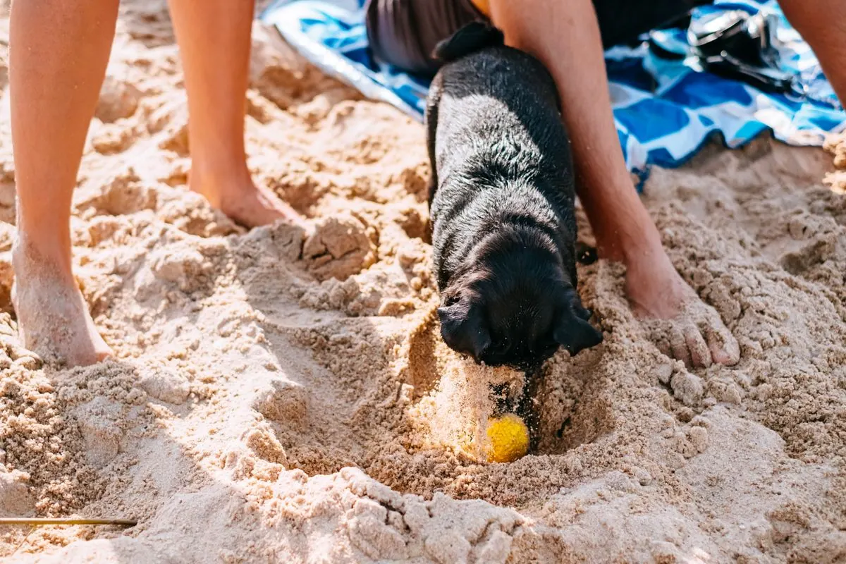 Chien creusant un trou dans le sable
