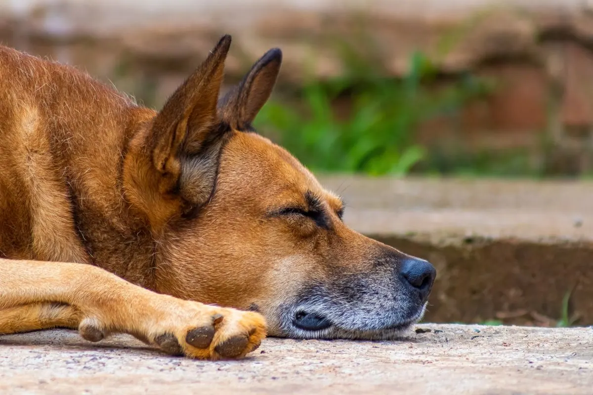 Chien endormi paisiblement
