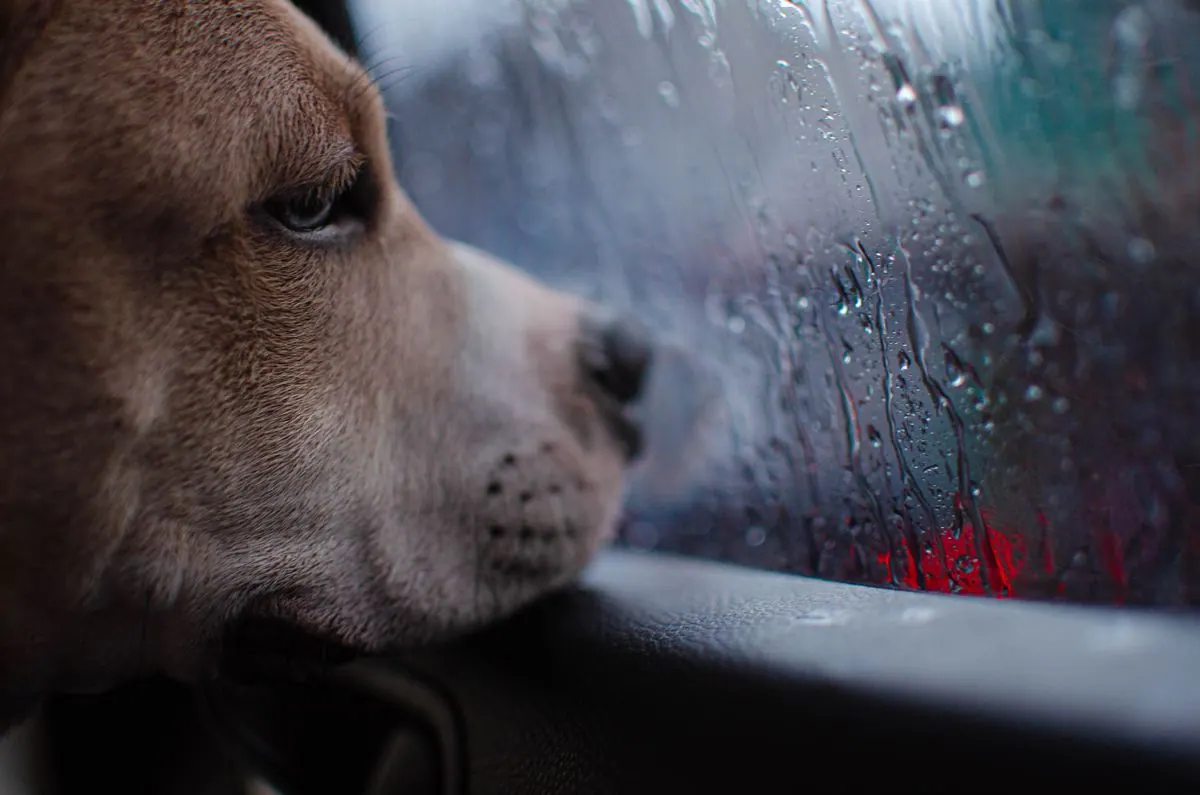 Chien mélancolique regardant à travers une vitre