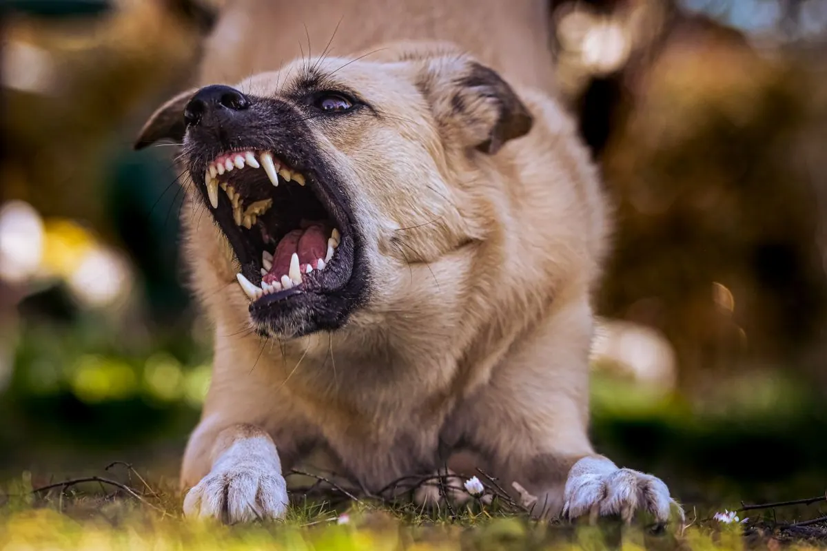 Chien grognant en montrant les dents