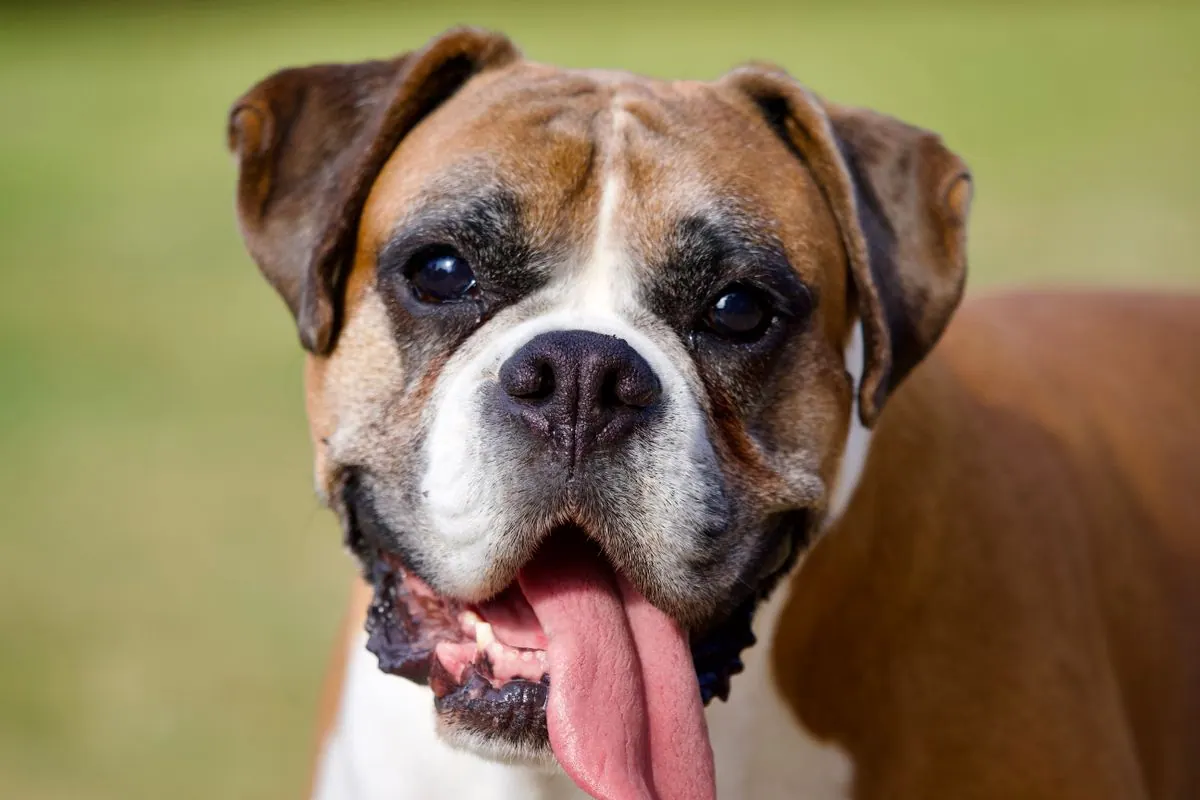 Chien boxer haletant, la langue sortie