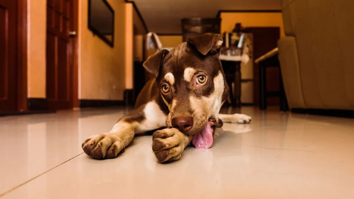 Chiot allongé en train de se lécher la patte