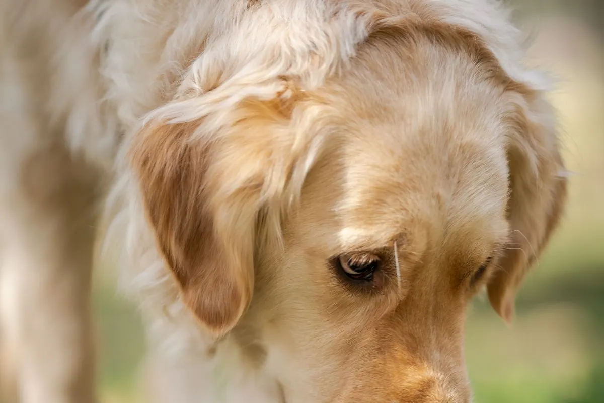 Chien qui broute de l'herbe dans un jardin