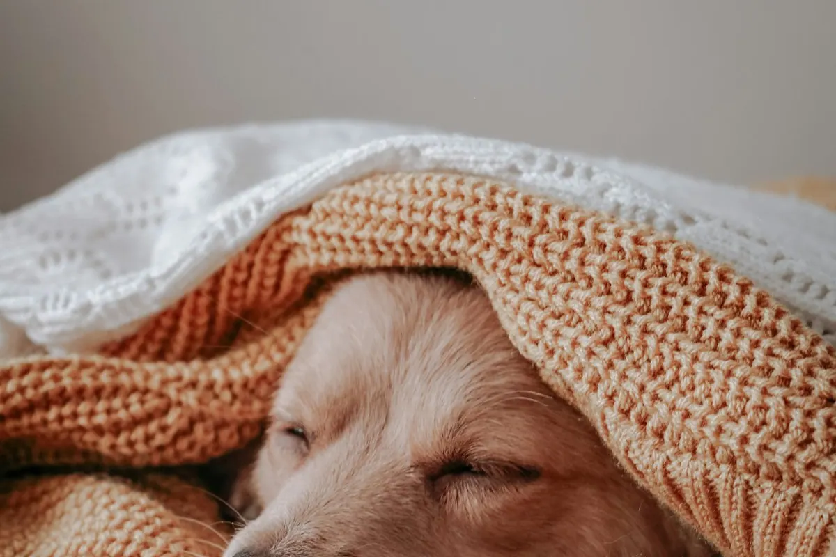 Chiot endormi enroulé dans des plaids douillets
