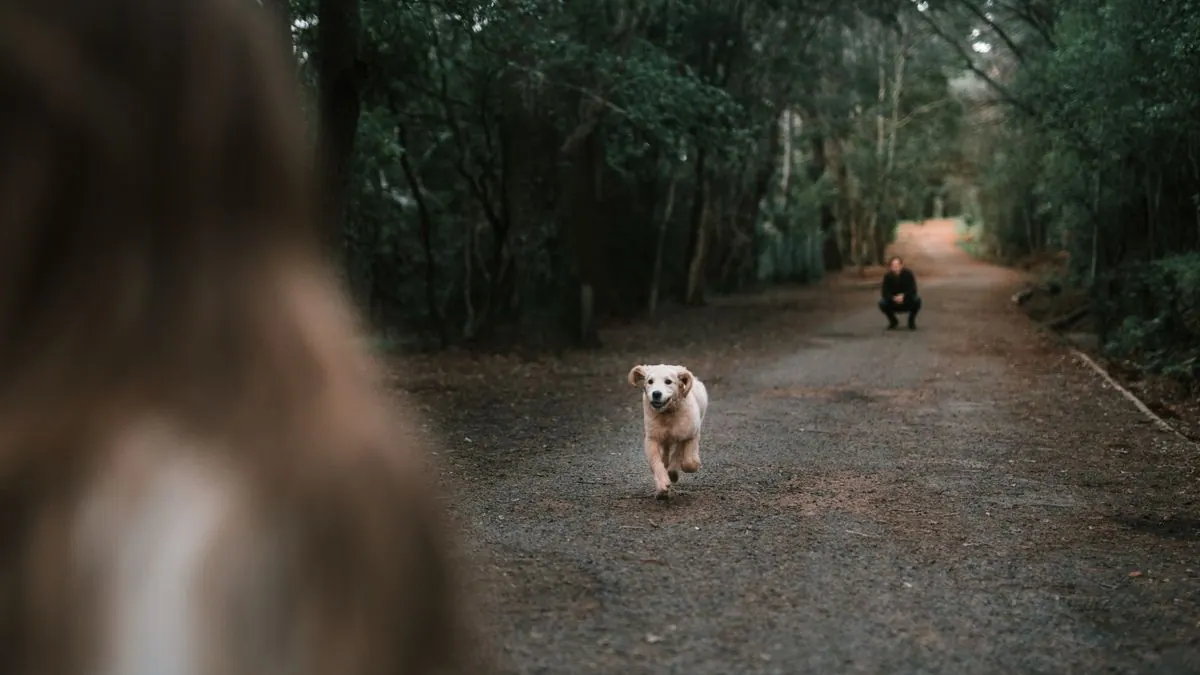 Chien fidèle assis aux pieds de son maître